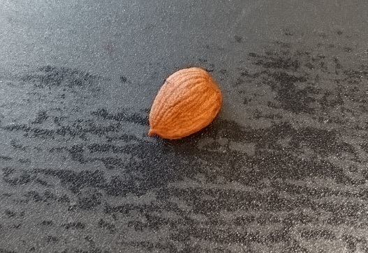 プチ断食のススメ